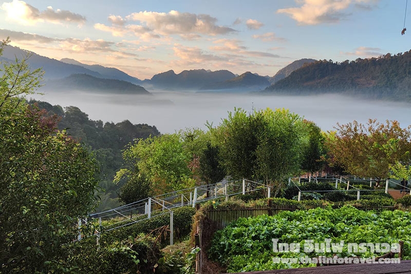 ไร่ชา 2000 ดอยอ่างขาง