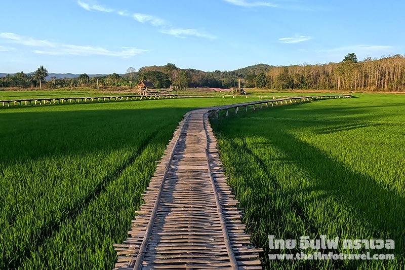 บ้านนาต้นจั่น