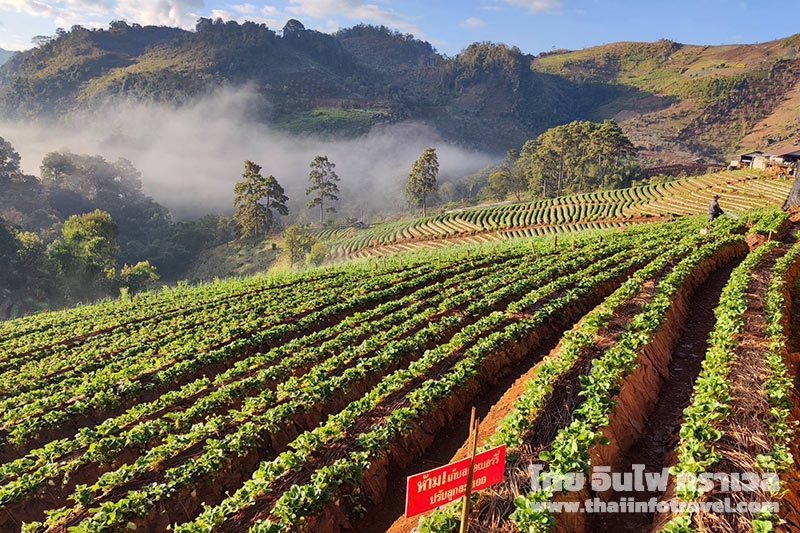 ไร่สตอเบอรี่บ้านนอแล