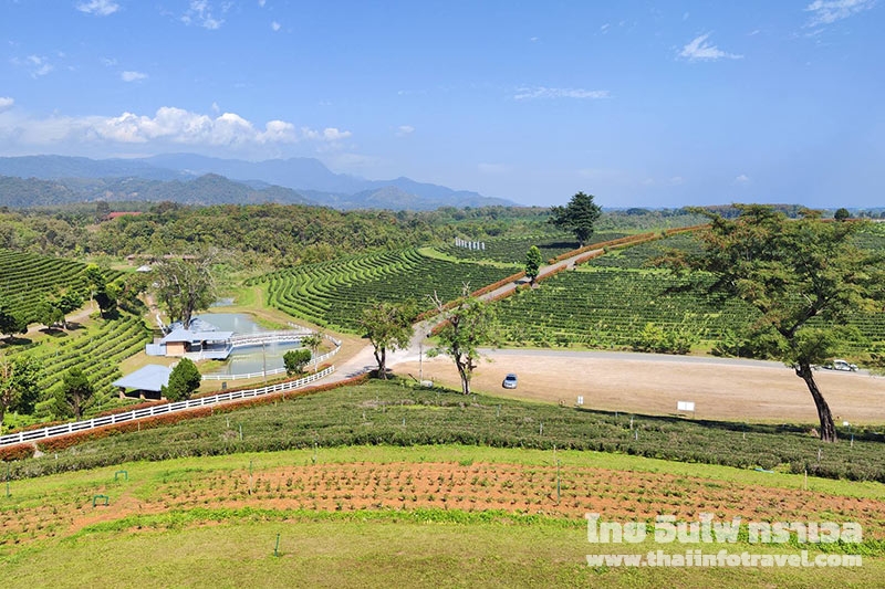 ไร่ชาฉุยฟง