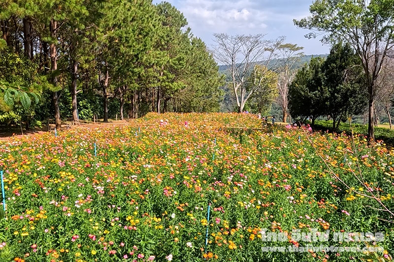 ทุ่งดอกกระดาษ