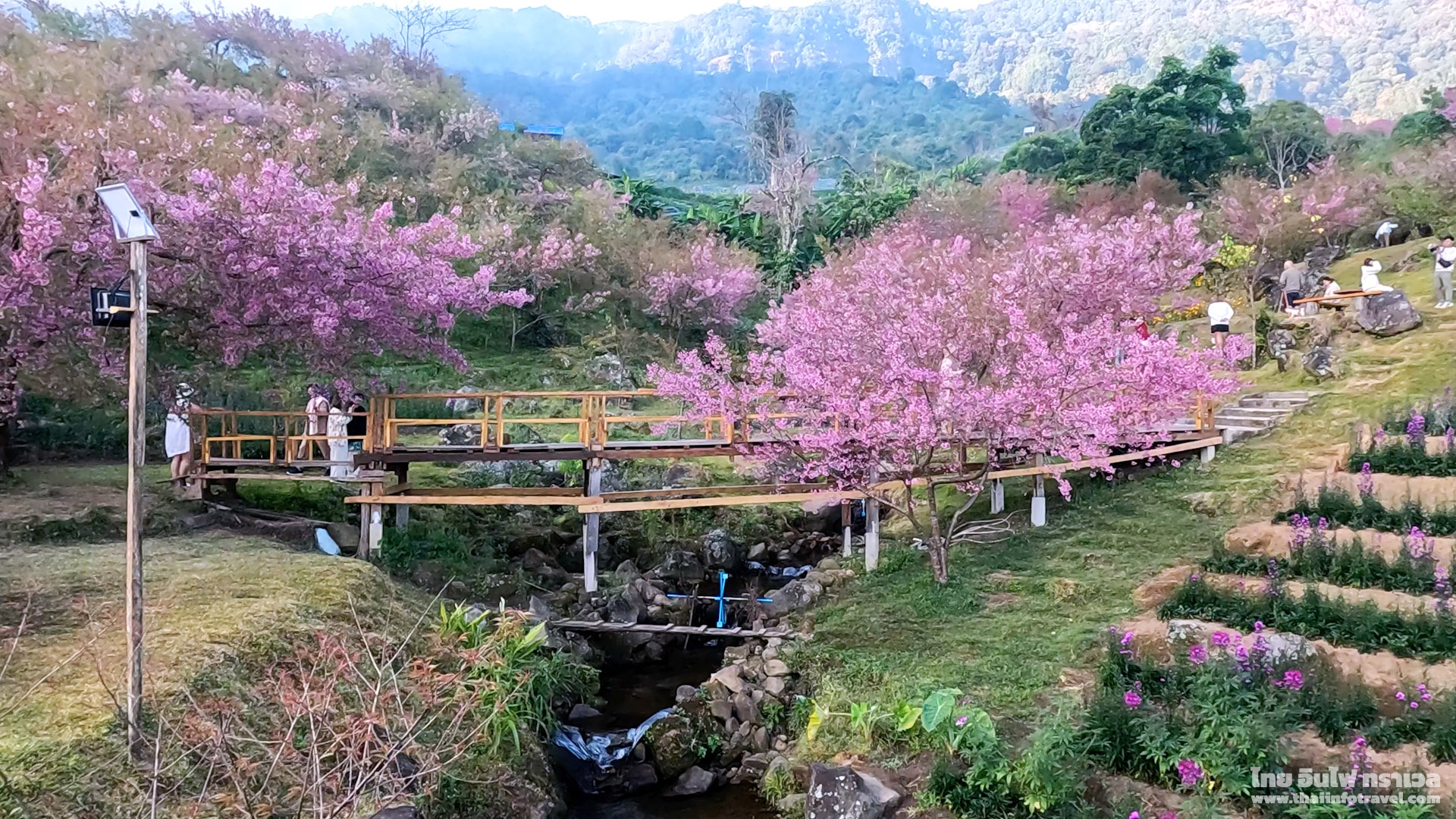 สะพานซากุระ ขุนวาง