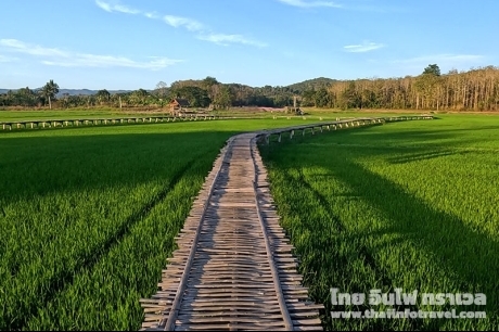 บ้านนาต้นจั่น