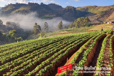 ไร่สตอเบอรี่บ้านนอแล