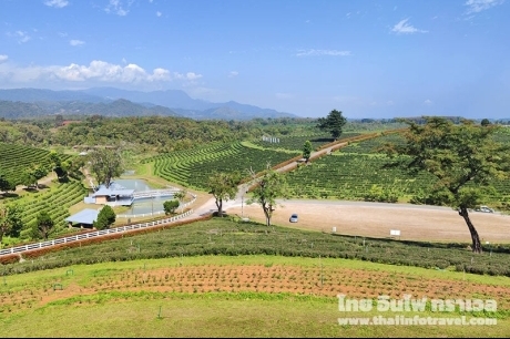 ไร่ชาฉุยฟง