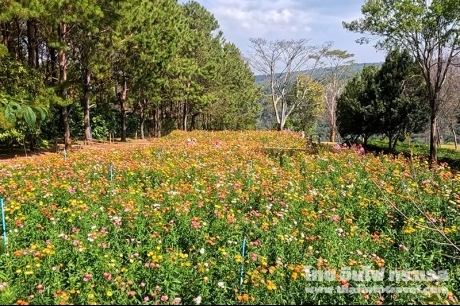 ทุ่งดอกกระดาษ