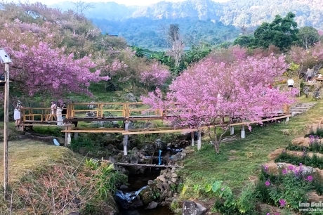 สะพานซากุระ ขุนวาง