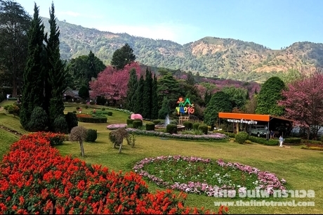 อุโมงซากุระ ขุนวาง