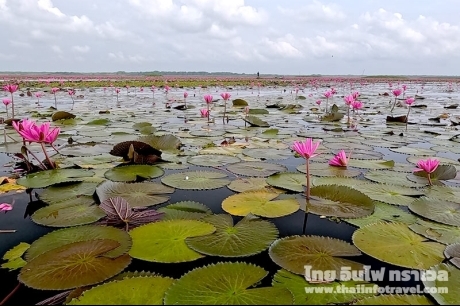 ทะเลน้อย